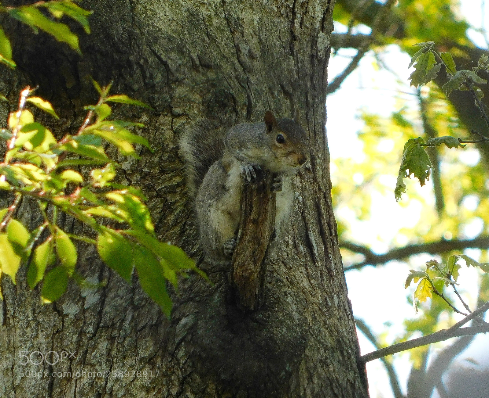 Nikon Coolpix B500 sample photo. I spy photography