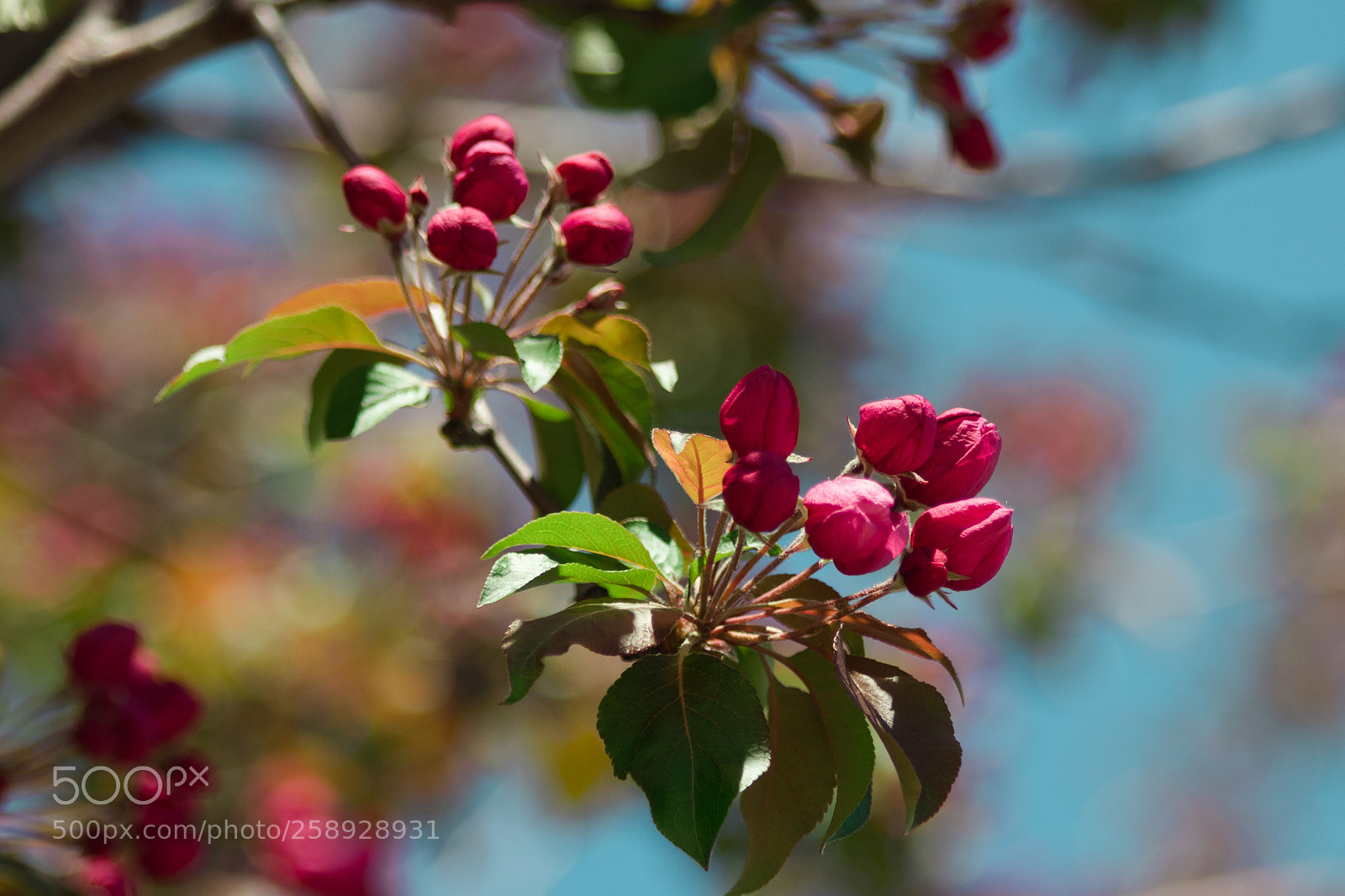 Canon EOS 800D (EOS Rebel T7i / EOS Kiss X9i) sample photo. Plum blossom photography