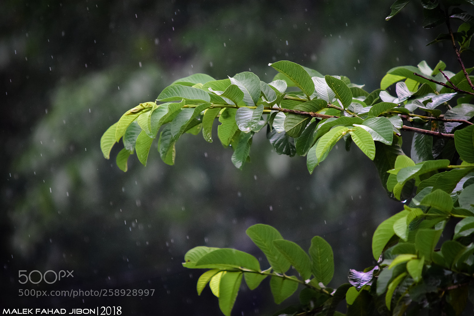 Nikon D7200 sample photo. Dsc photography