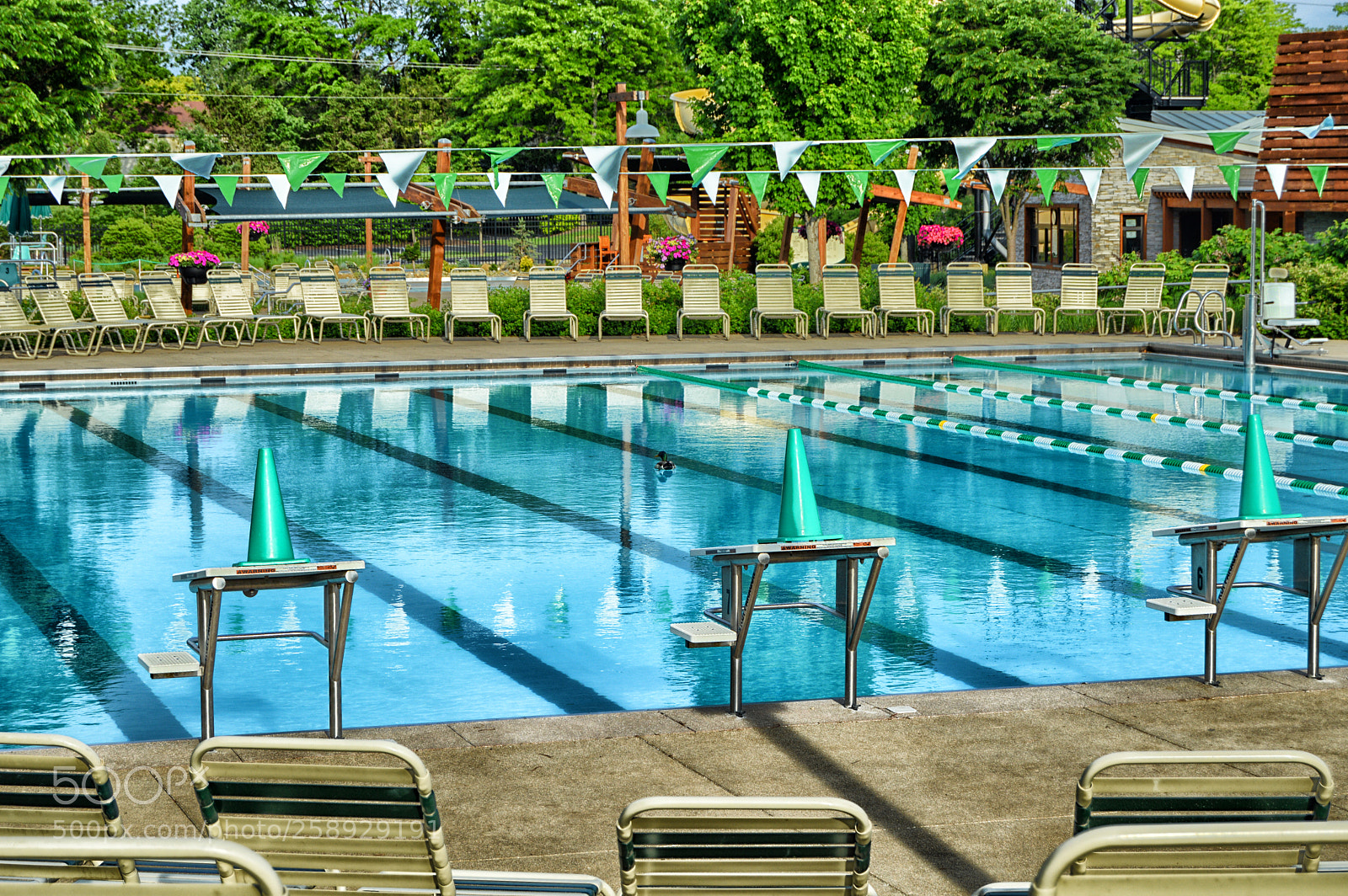 Nikon D3200 sample photo. Duck pool photography