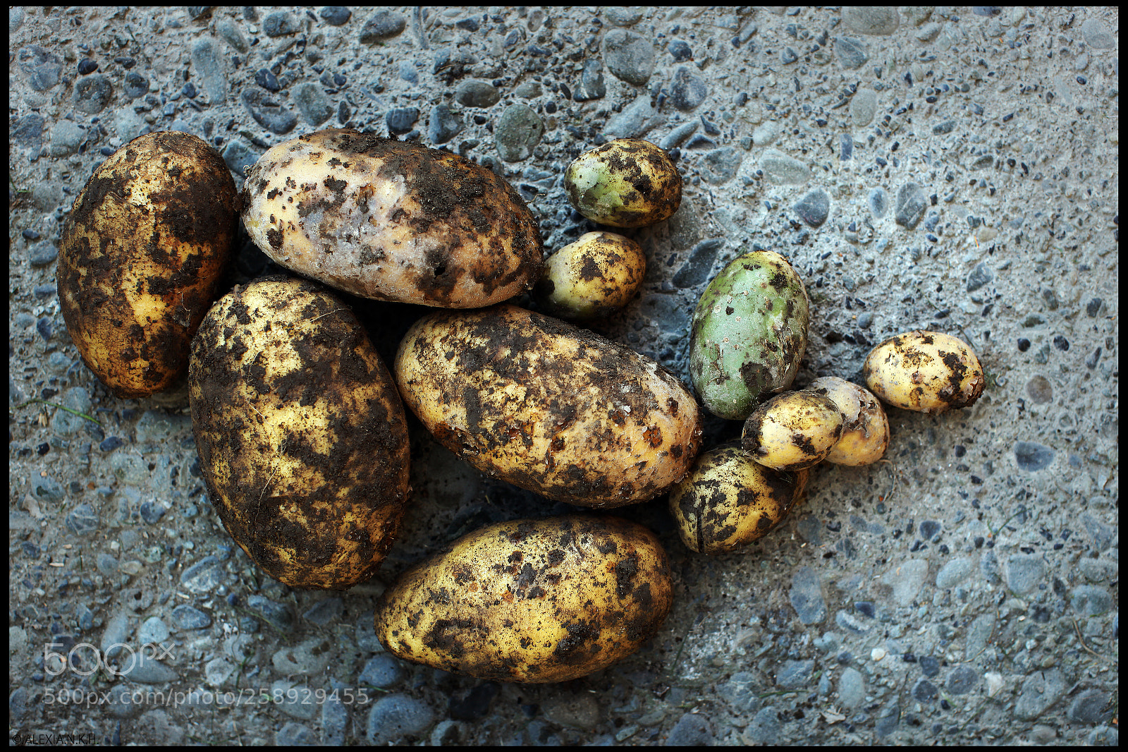 Canon EOS 5D Mark II sample photo. Gang of potatoes photography