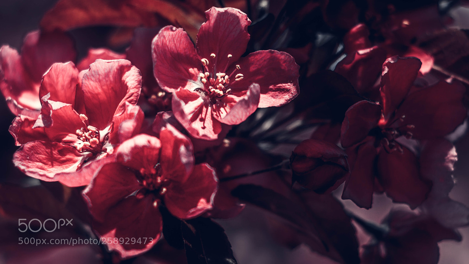 Canon EOS 80D sample photo. Pourpre léger photography