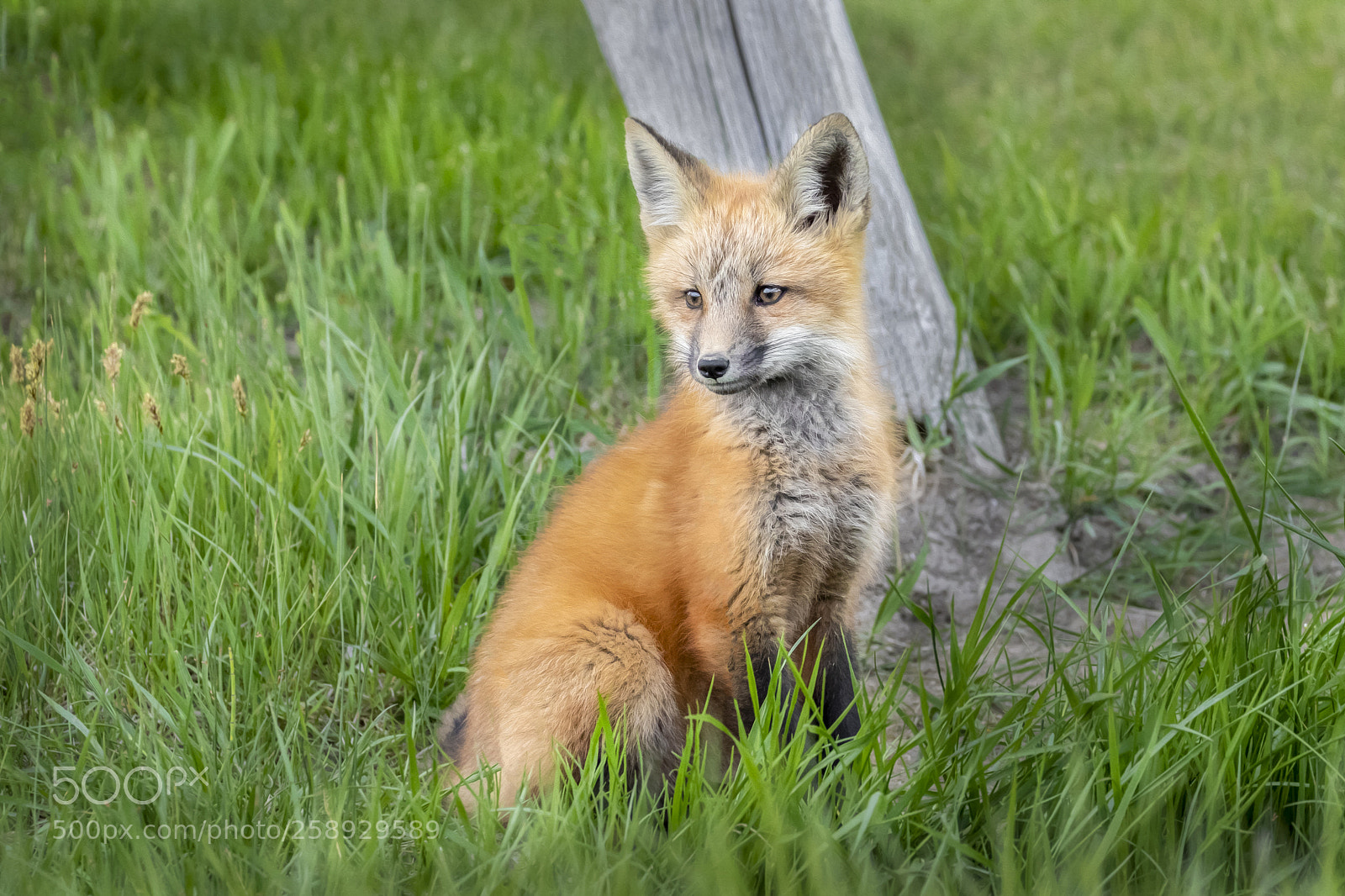 Canon EOS 7D Mark II sample photo. Red fox kit in photography