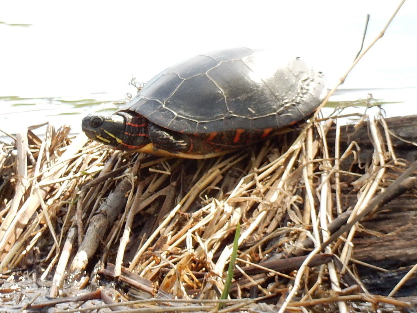 Nikon Coolpix S9700 sample photo. Turtle photography