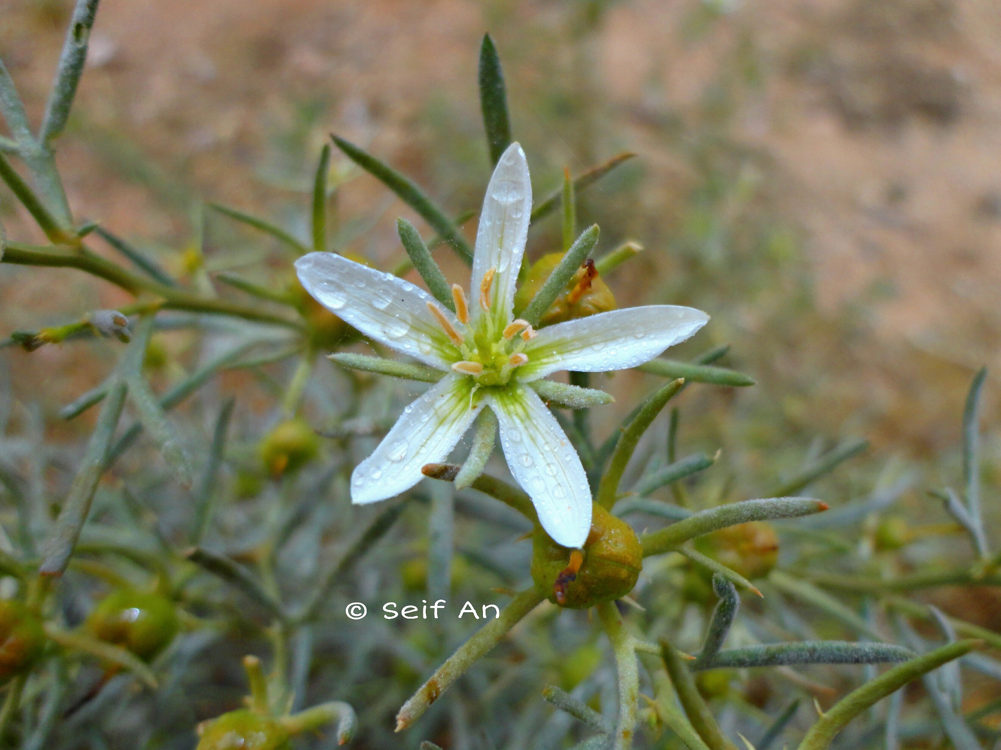 Sony Cyber-shot DSC-W570 sample photo. Flower photography