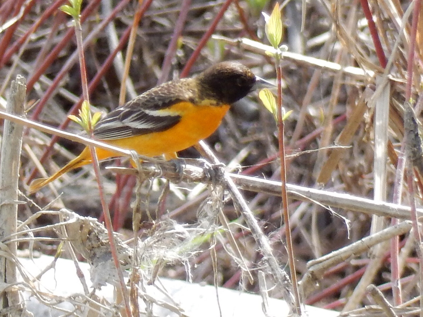 Nikon Coolpix S9700 sample photo. Bird photography