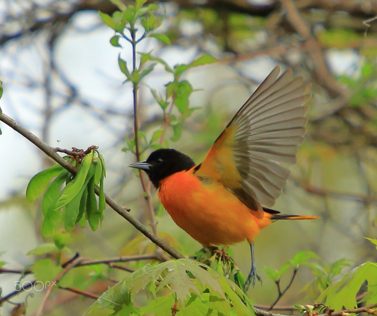 Canon EOS 80D + Canon EF 70-200mm F4L IS USM sample photo. Time to fly photography