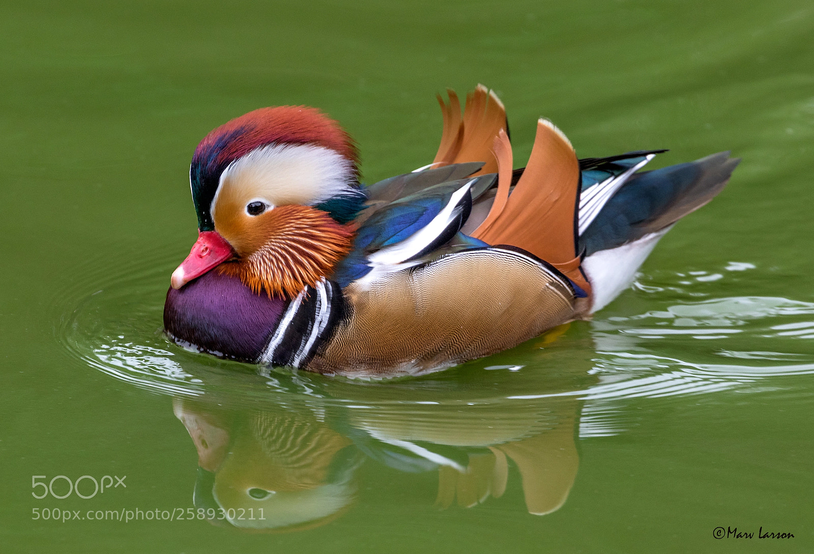 Canon EOS 7D Mark II sample photo. Chinese mandarin photography