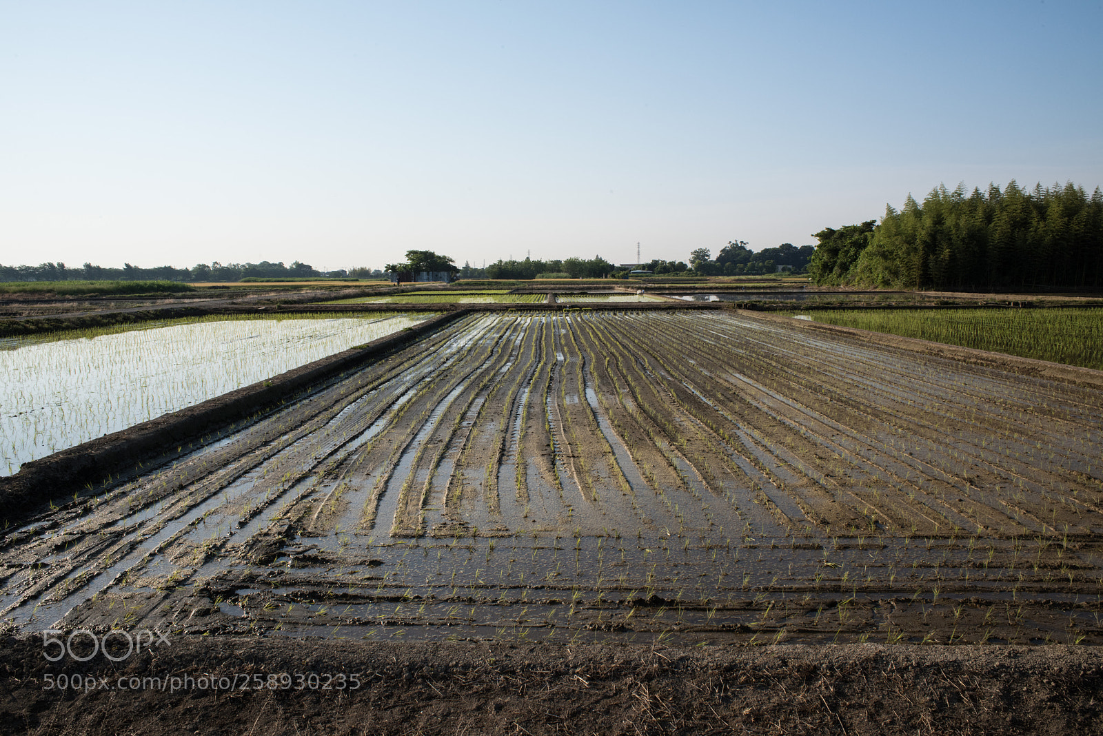 Nikon D810 sample photo. Rice fields photography
