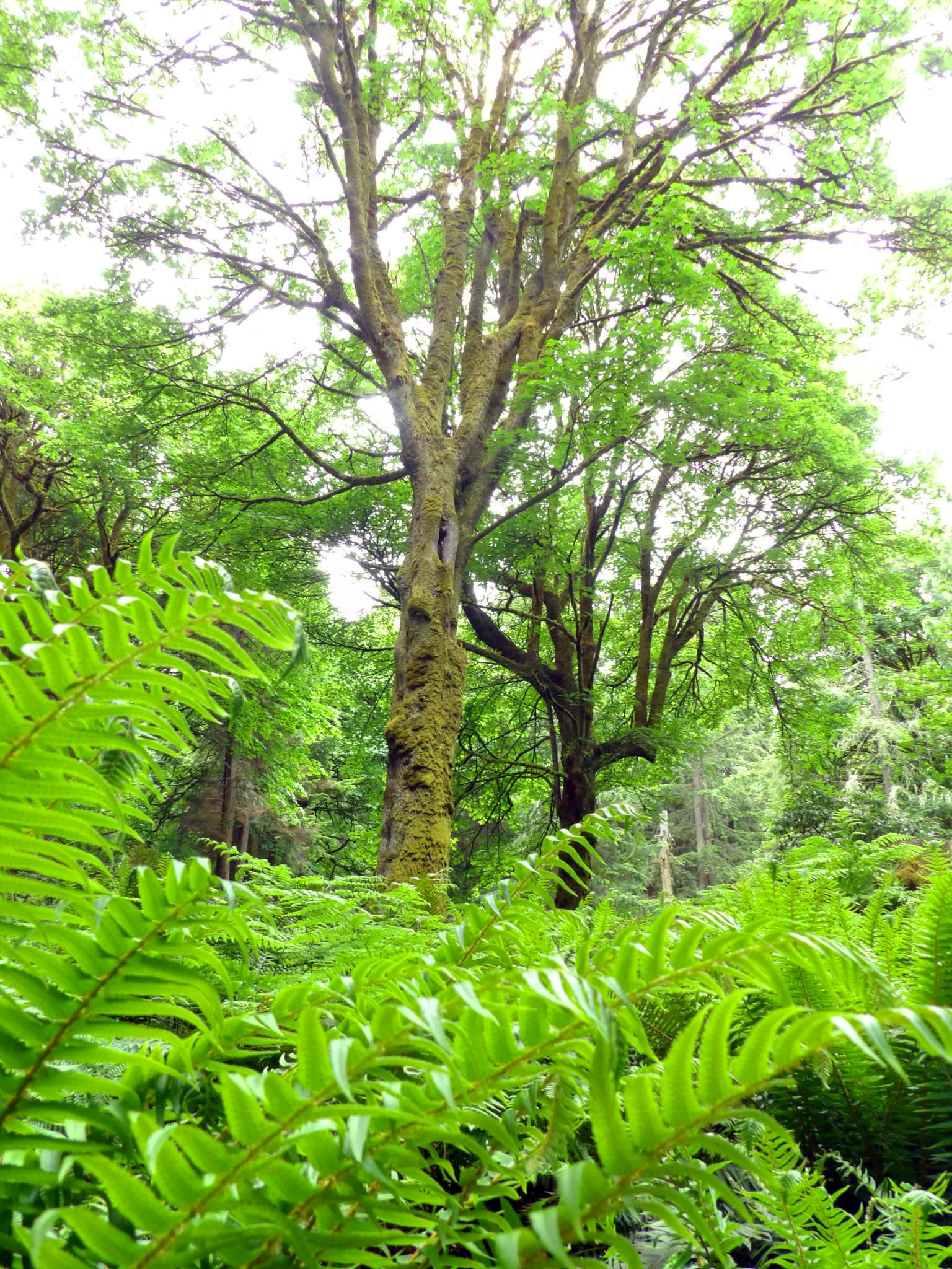 Kodak PIXPRO AZ521 sample photo. Maple with fern photography