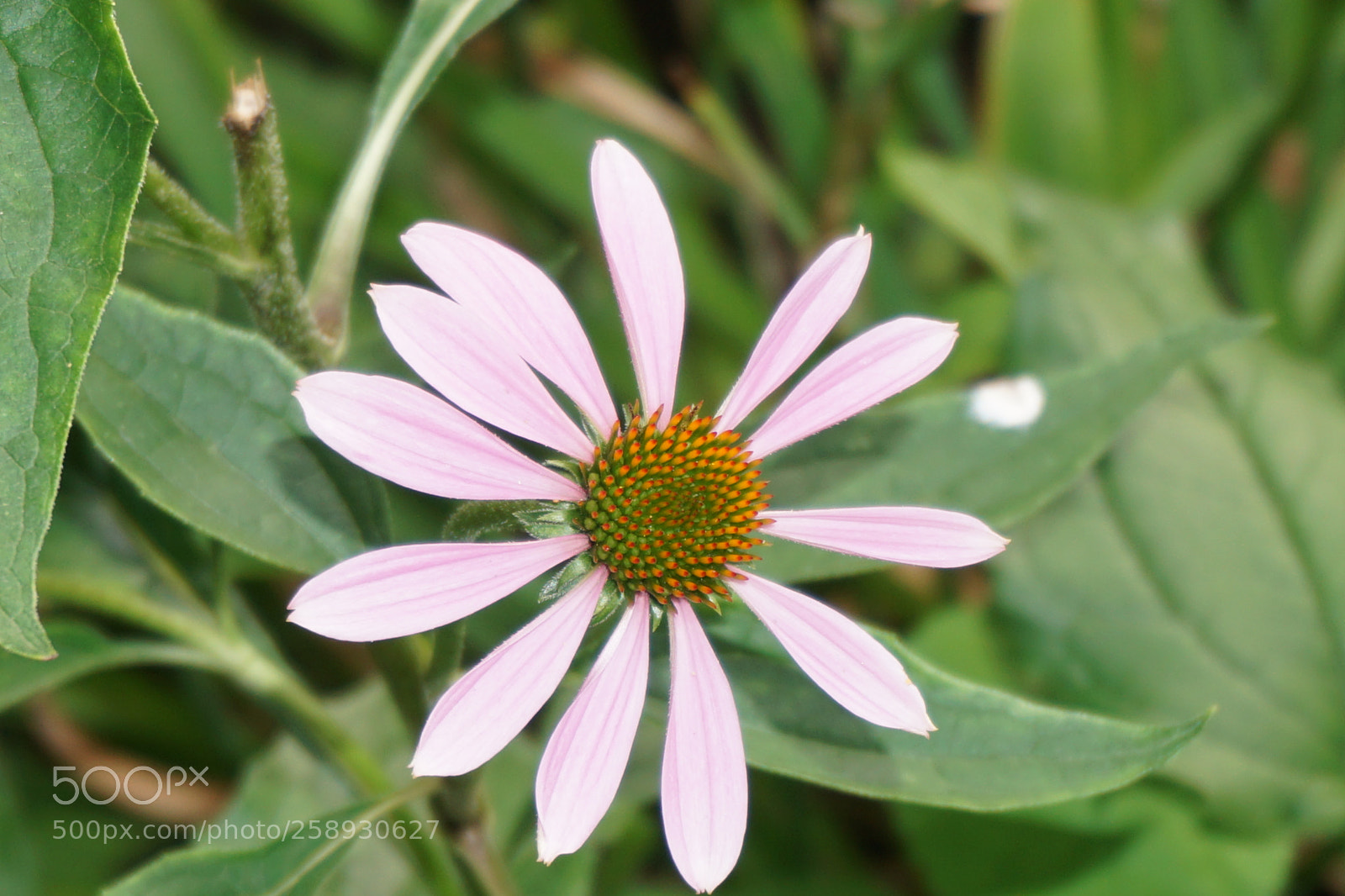 Sony a6000 sample photo. Flower photography