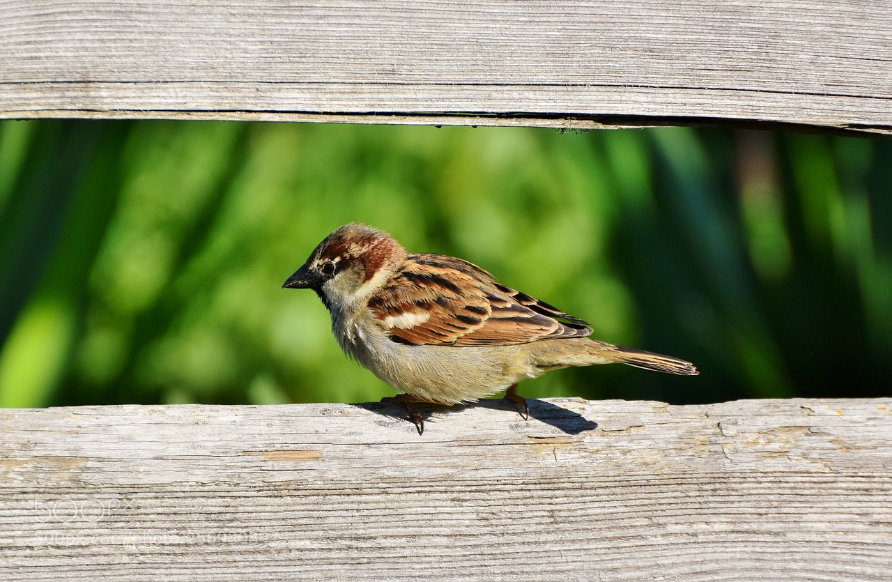 Nikon D7200 sample photo. Sparrow photography