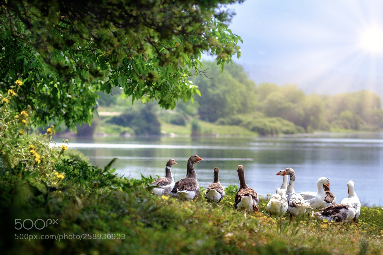 Fujifilm X-T20 sample photo. Wild geese photography