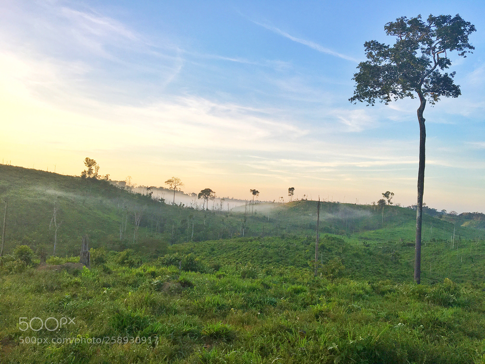 Apple iPhone 6s sample photo. Sunrise & brazil nuts tree photography
