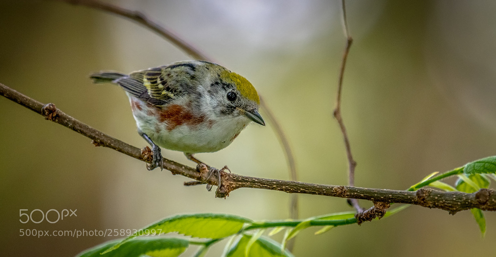Nikon D850 sample photo. Chesnut-sided warbler photography