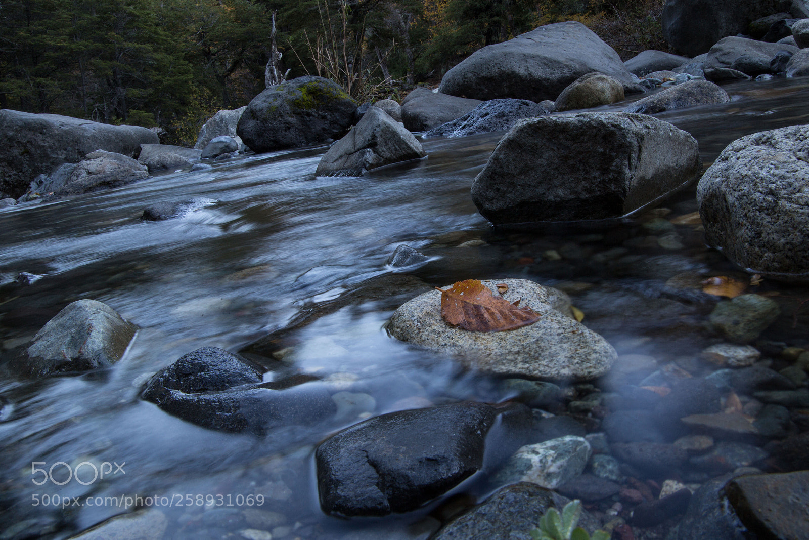 Canon EOS 6D sample photo. Hoja en el rio photography