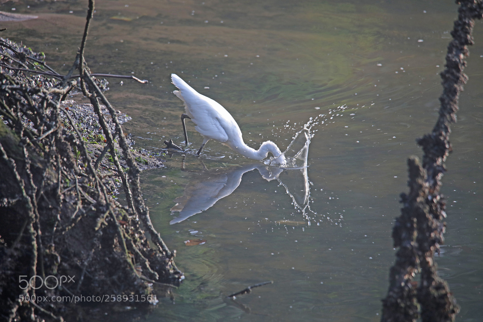 Canon EOS 5D Mark IV sample photo. Splashing for food photography