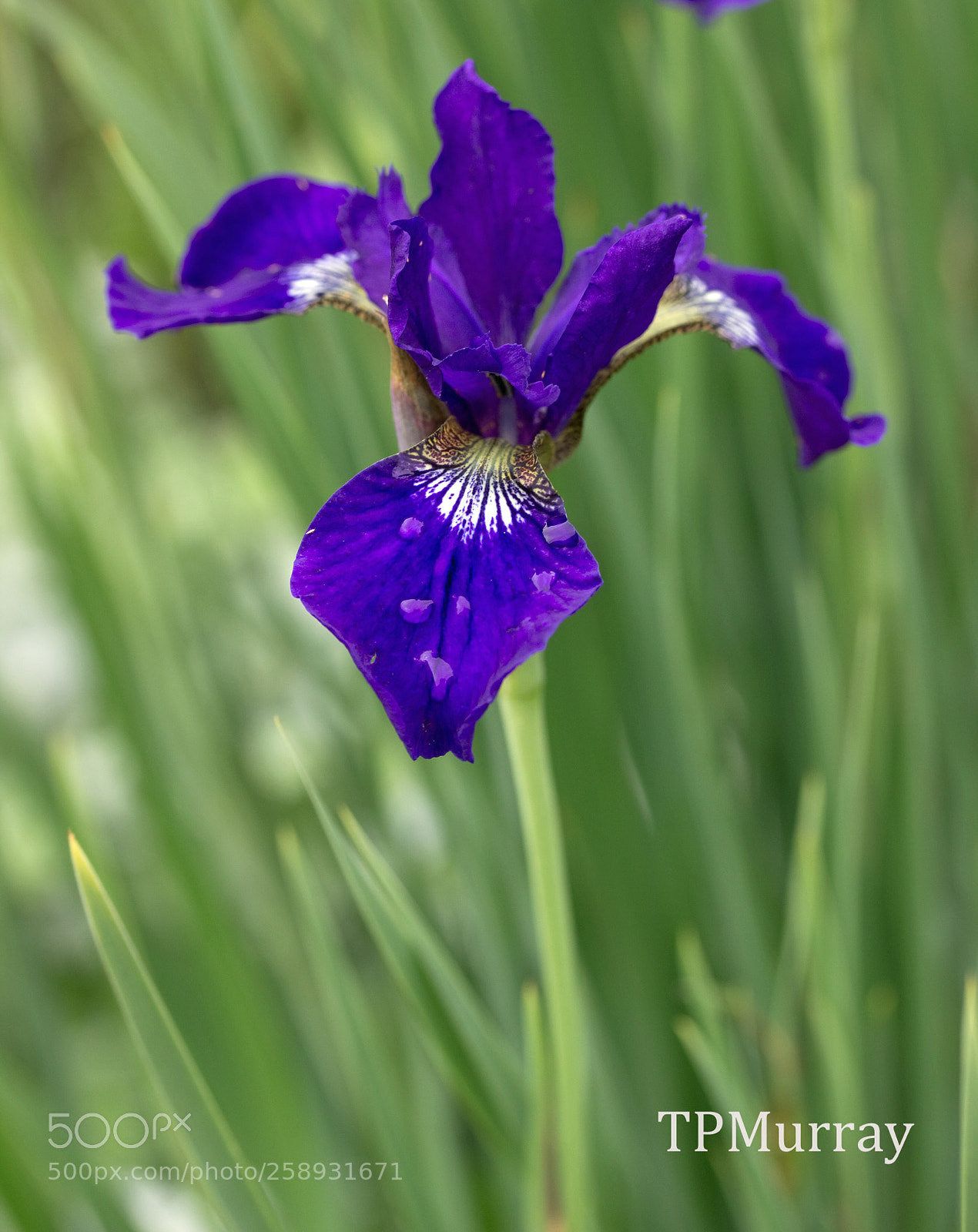 Canon EOS 600D (Rebel EOS T3i / EOS Kiss X5) sample photo. Blue on green photography