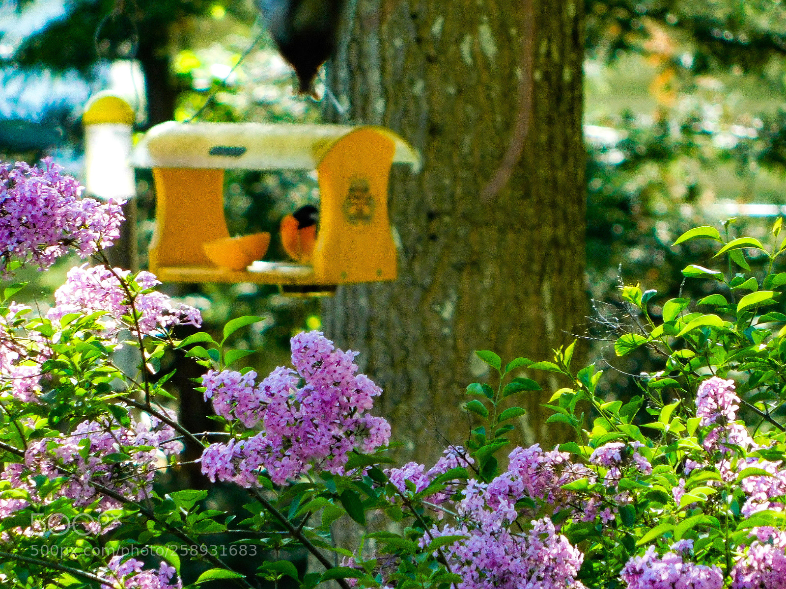 Nikon Coolpix B500 sample photo. Gorgeous lilacs with an photography
