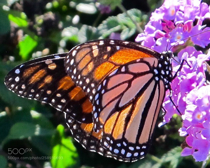 Canon PowerShot G12 sample photo. A monarch butterfly  photography