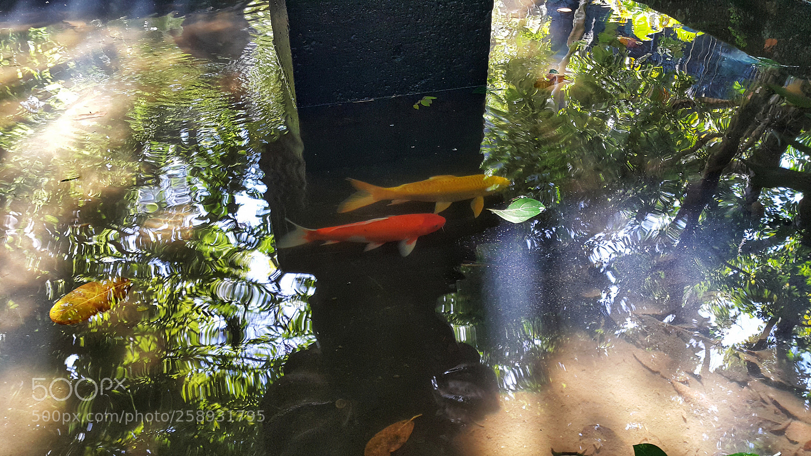 Samsung Galaxy Note4 sample photo. Carp/carpas photography