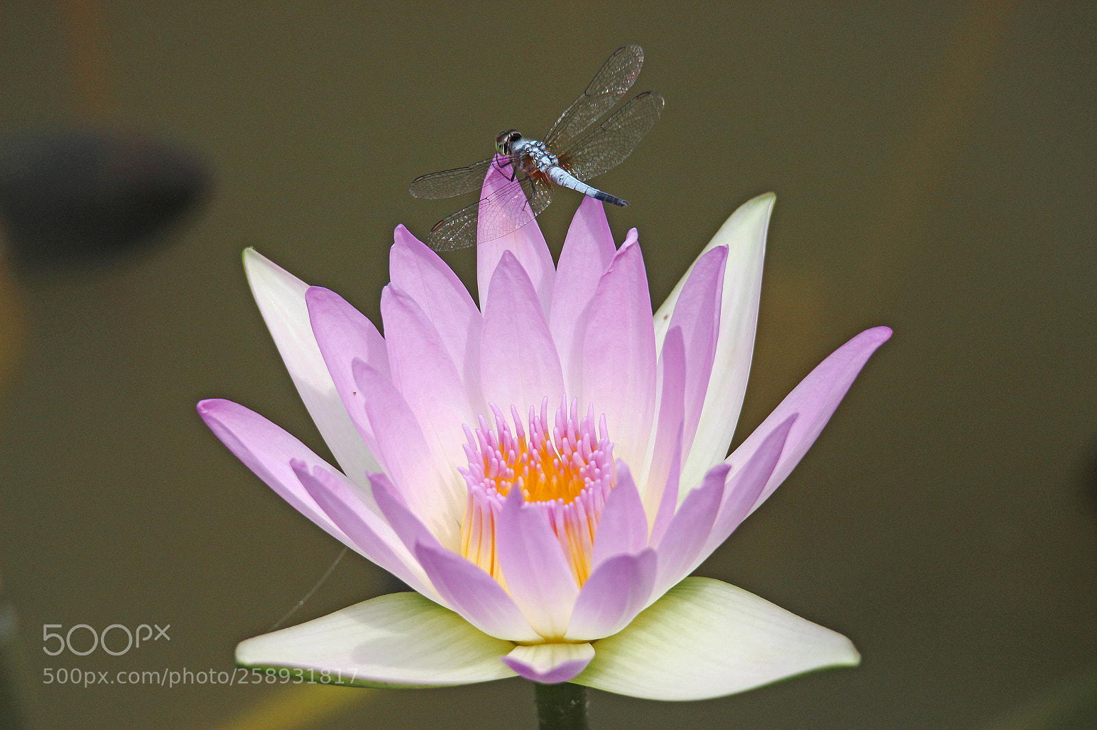 Canon EOS 700D (EOS Rebel T5i / EOS Kiss X7i) sample photo. Water lily photography