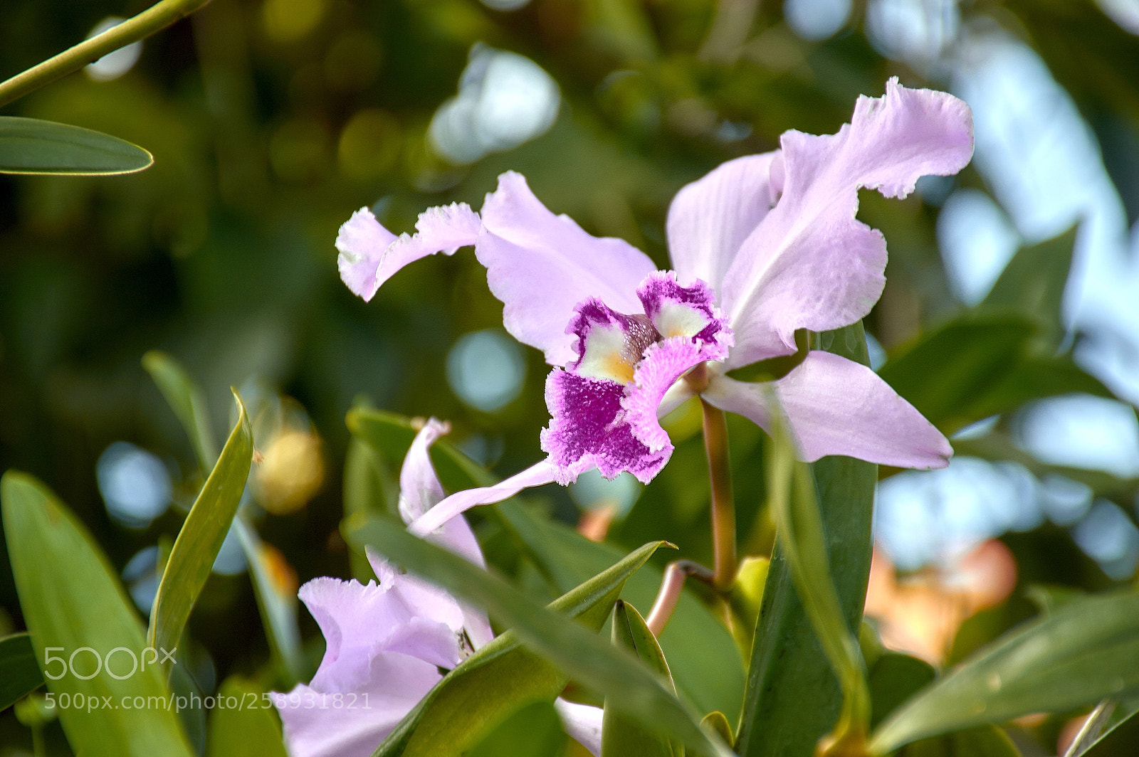 Nikon D3200 sample photo. Orquidea colombiana photography