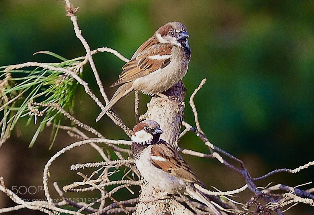 Nikon D610 sample photo. Sparrow photography