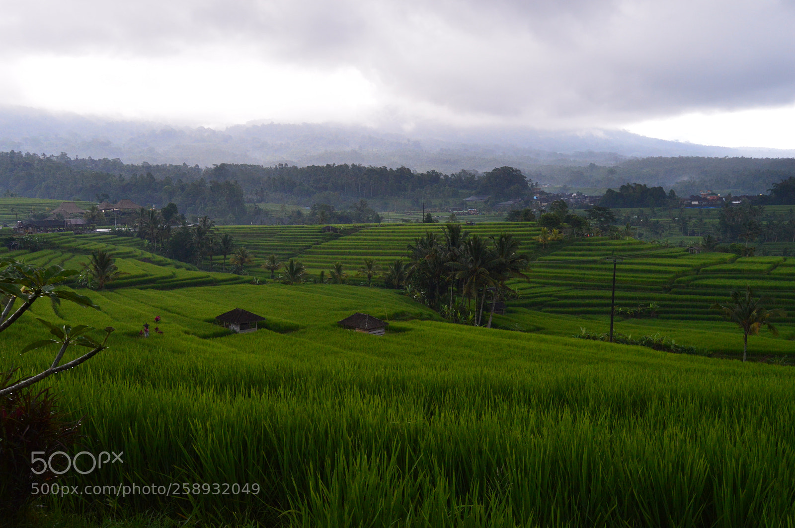 Nikon D3200 sample photo. Green rice photography