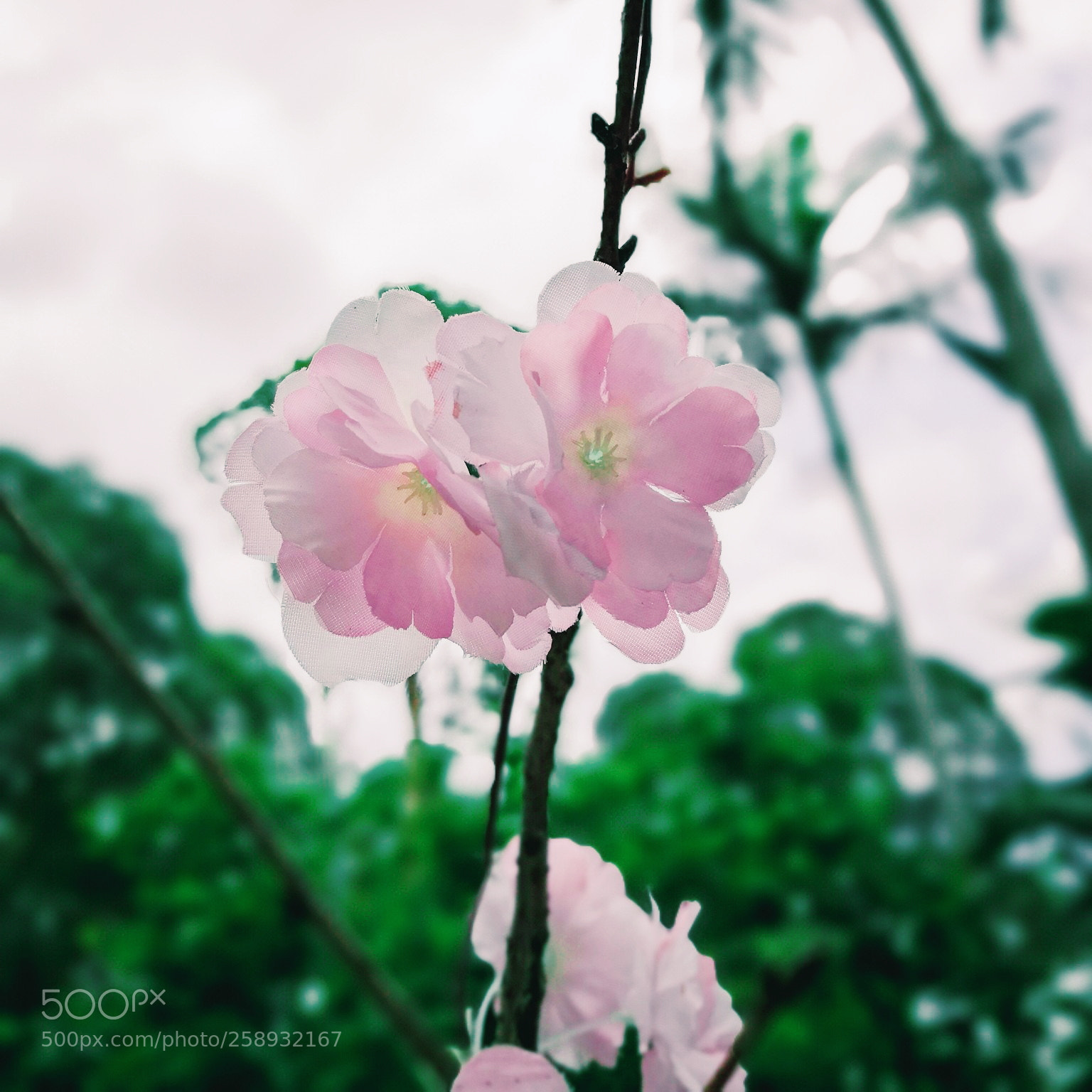 HUAWEI Mate 10 Pro sample photo. Untitled photography