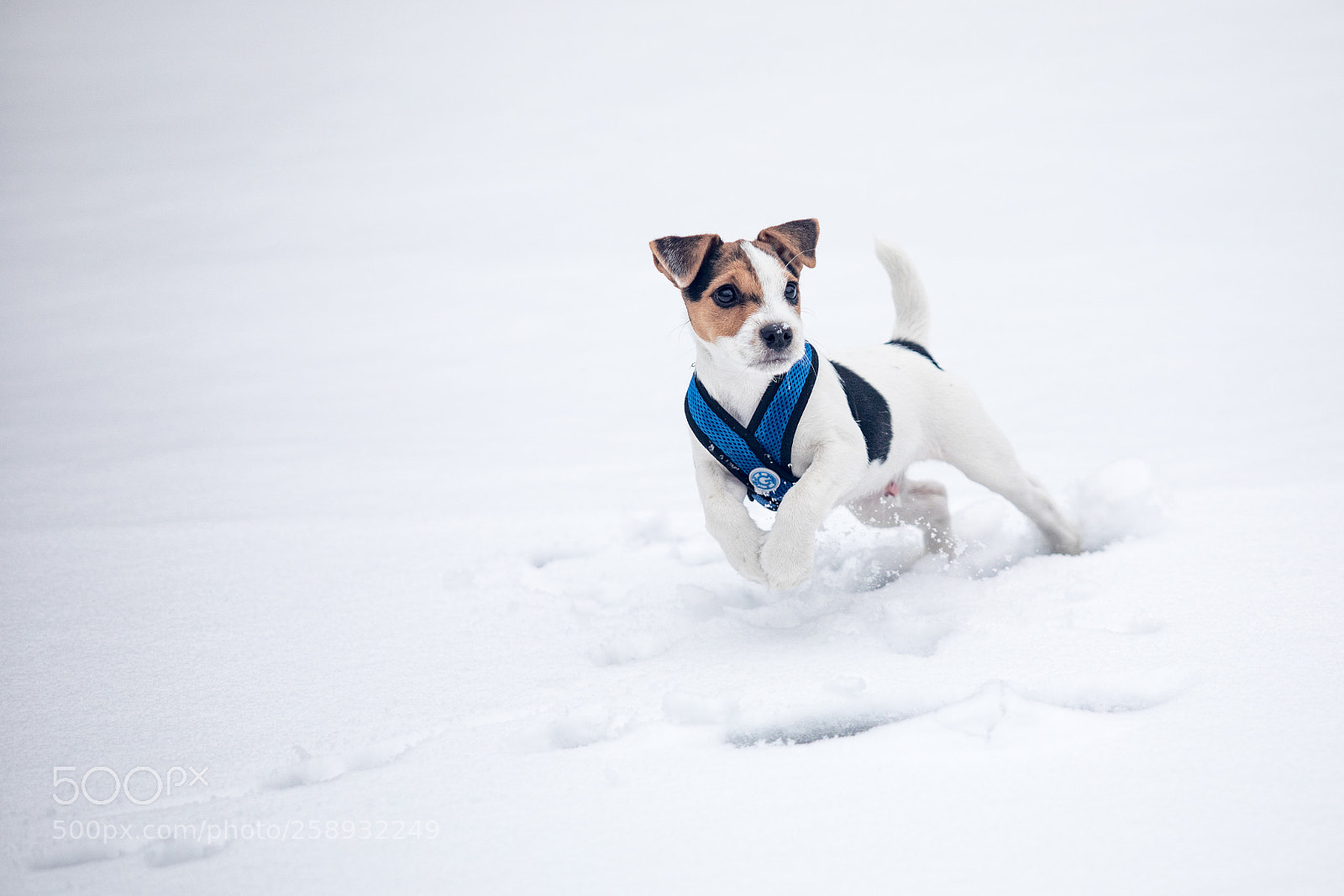 Canon EOS 5D Mark IV sample photo. A photography