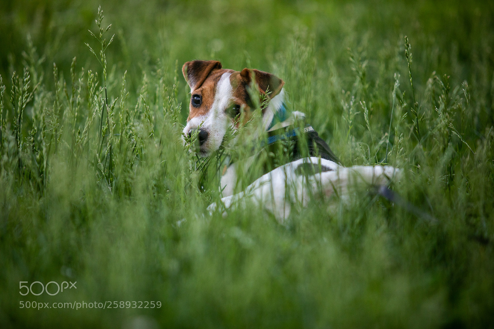 Canon EOS 5D Mark IV sample photo. A photography
