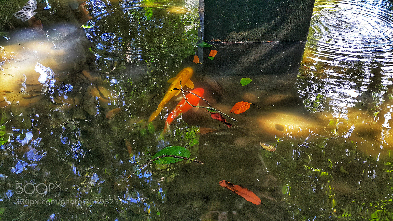 Samsung Galaxy Note4 sample photo. Carpas ii / carp ii photography