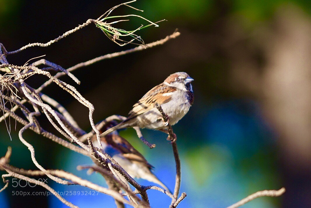 Nikon D610 sample photo. Sparrow 2 photography