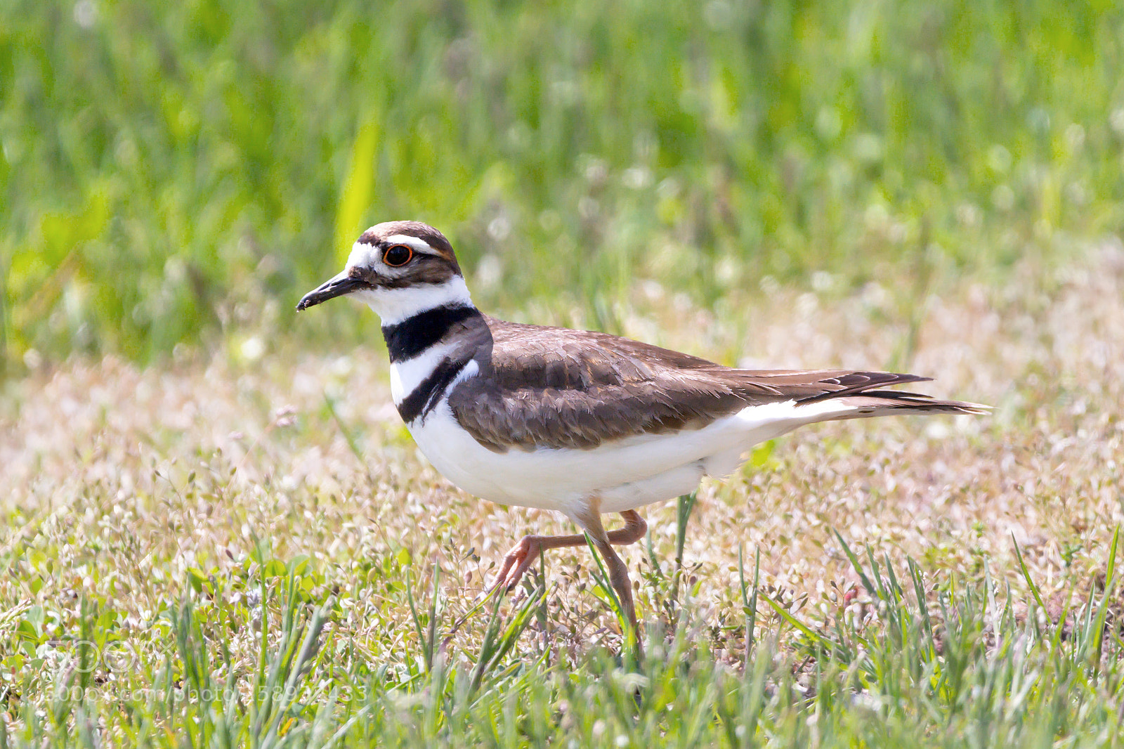 Nikon D7200 sample photo. Killdeer photography