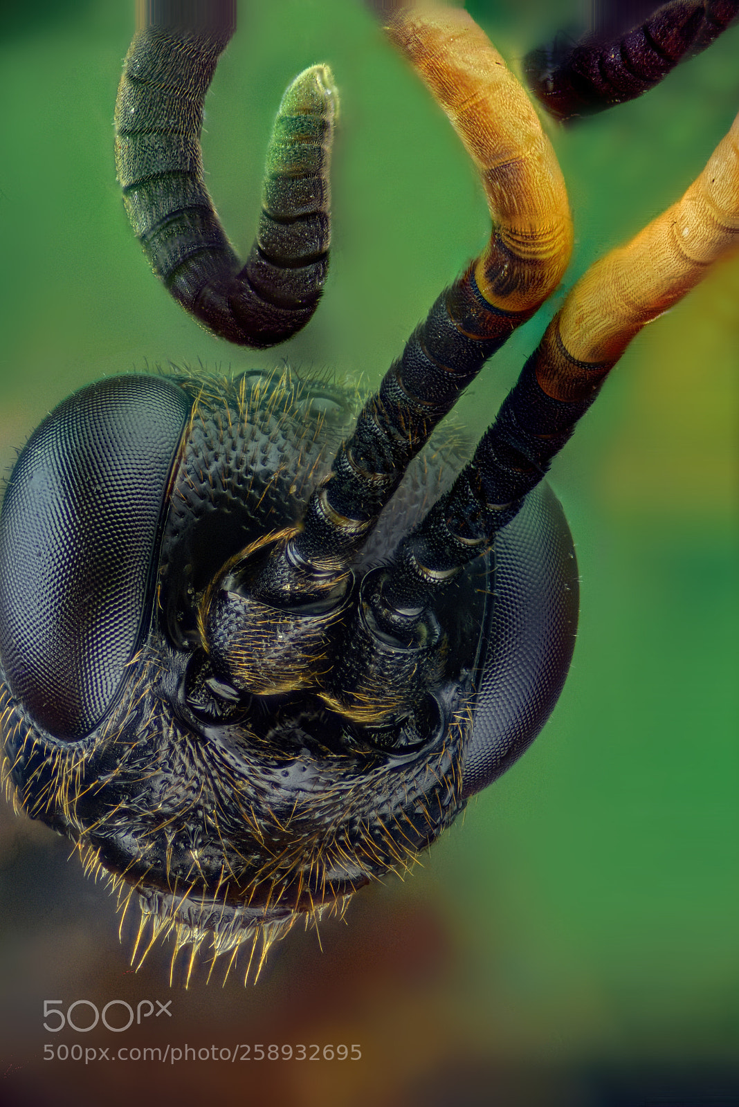 Nikon D810 sample photo. Unknown insect photography