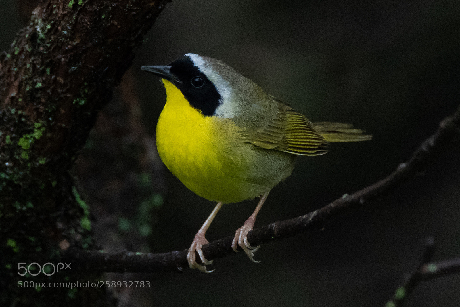 Nikon D850 sample photo. Common yellowthroat photography