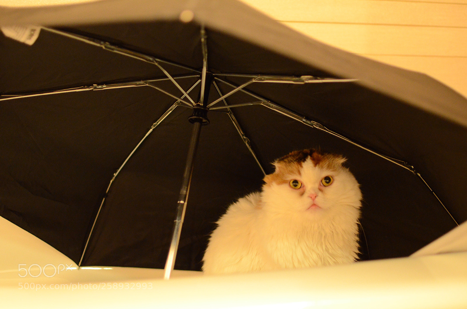 Nikon D7000 sample photo. Untitled photography