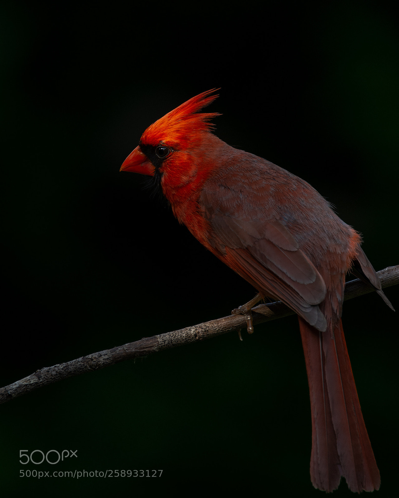Nikon D7100 sample photo. 'this bird is on photography