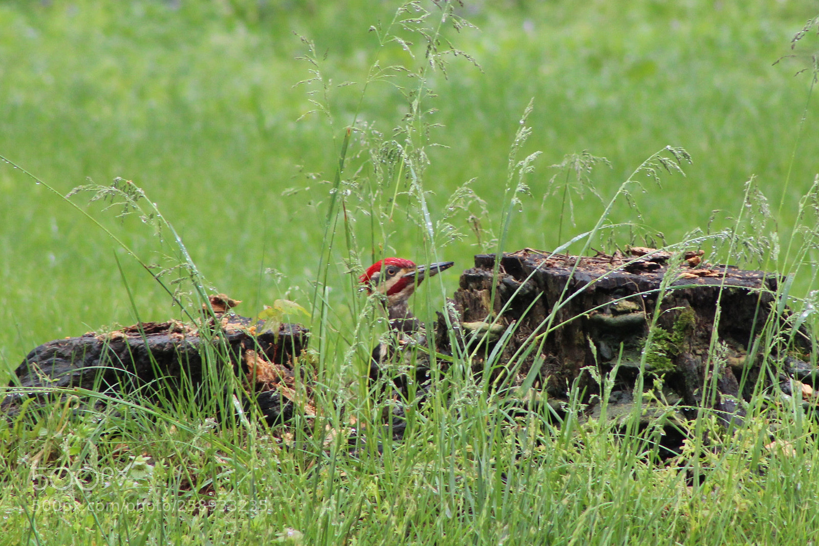 Canon EOS 600D (Rebel EOS T3i / EOS Kiss X5) sample photo. Woodpecker photography