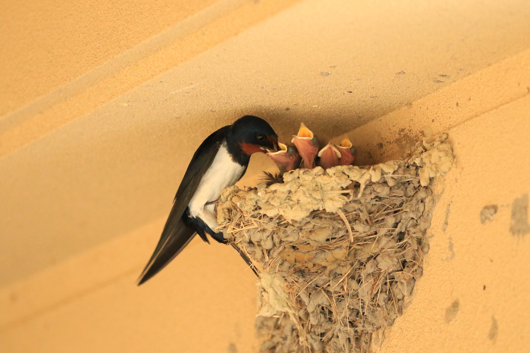 Canon EOS 7D Mark II sample photo. Swallow ツバメの子育て photography
