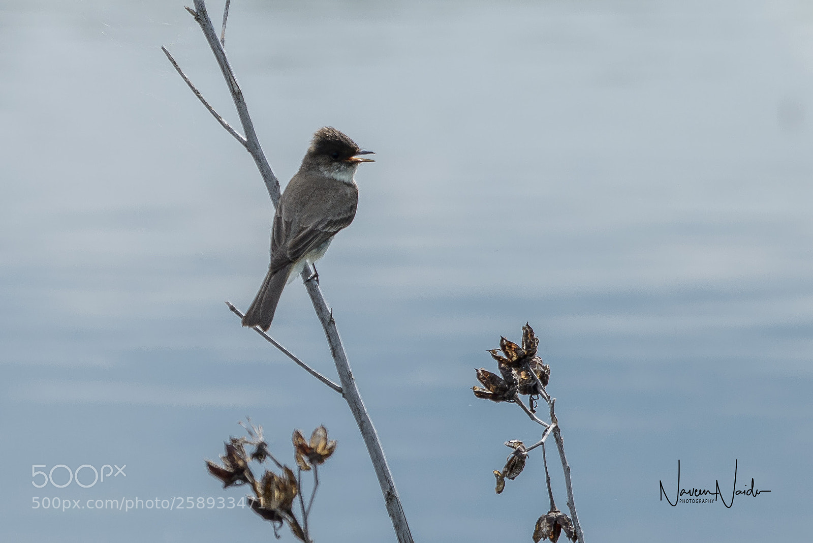 Nikon D800 sample photo. Flycatcher photography