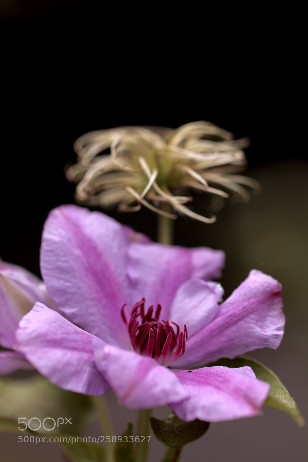 Canon EOS 5D Mark IV sample photo. 铁线莲 photography