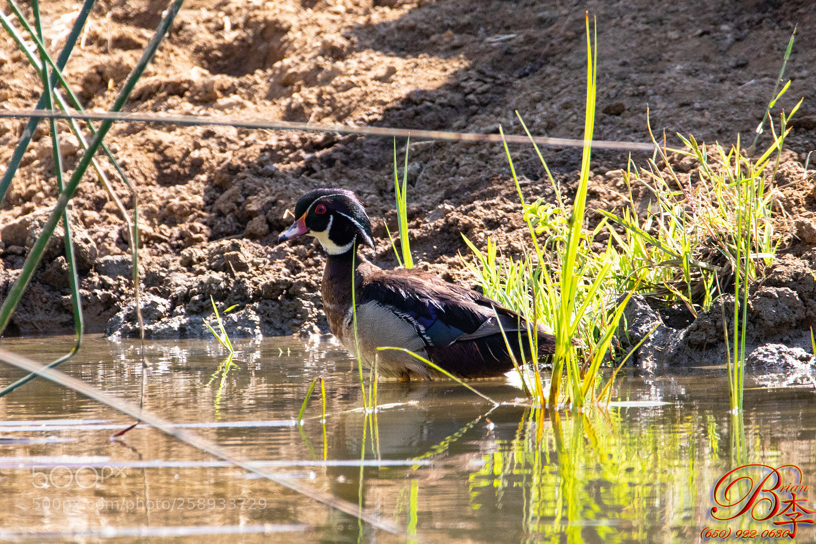 Canon EOS 5D Mark IV sample photo. Wood duck photography