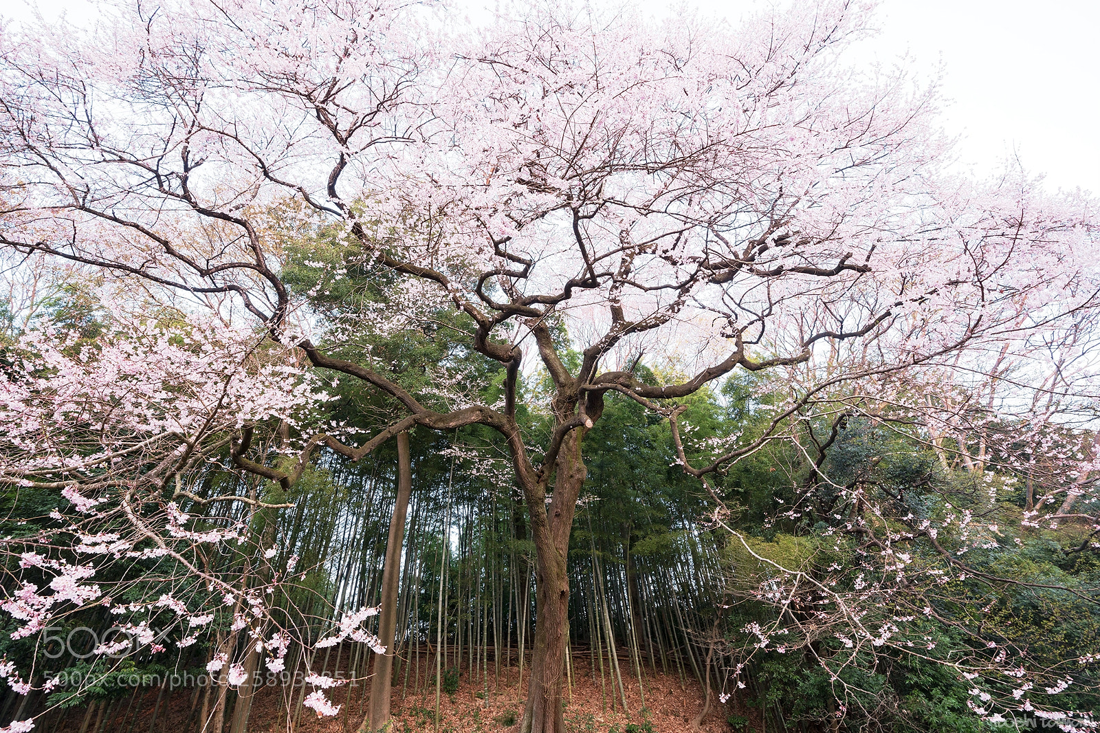 Sony a7R II sample photo. Edo higan cherry trees photography
