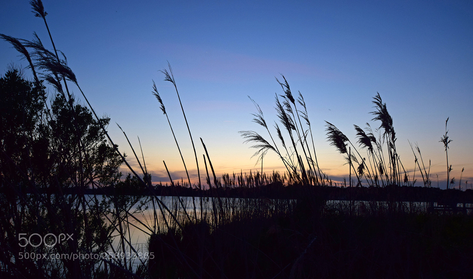Nikon D5300 sample photo. Carolina cattails photography