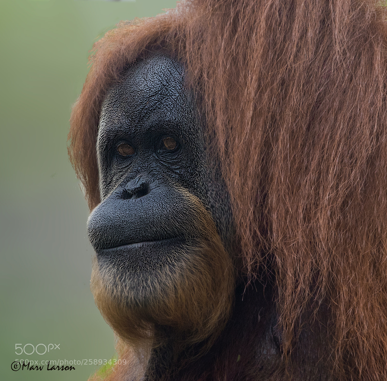 Canon EOS 7D Mark II sample photo. Ra photography