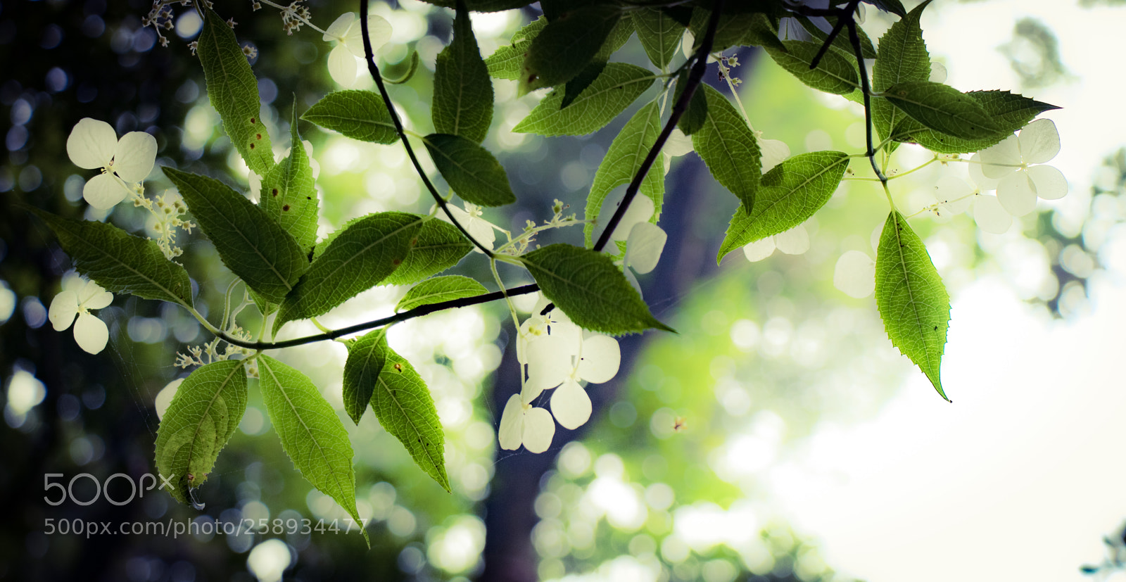 Canon EOS 80D sample photo. Daydream! photography
