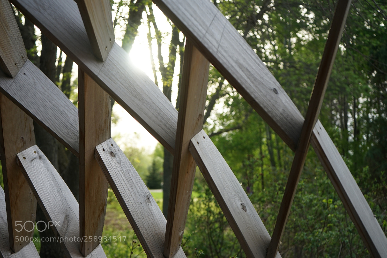 Sony a7 II sample photo. Through the wood(s) photography