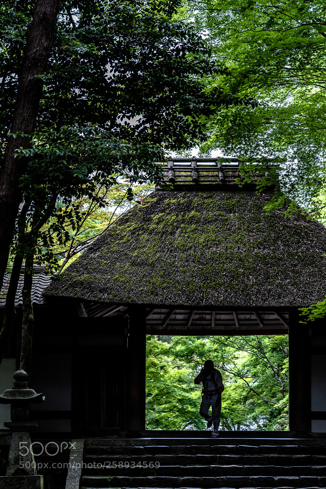 Sony a7 III sample photo. Into the green photography